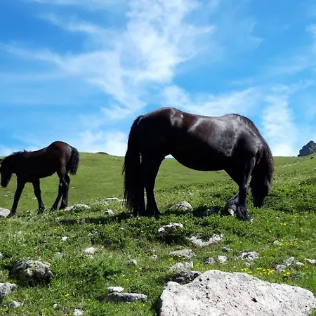Apartment Passione Peonie *